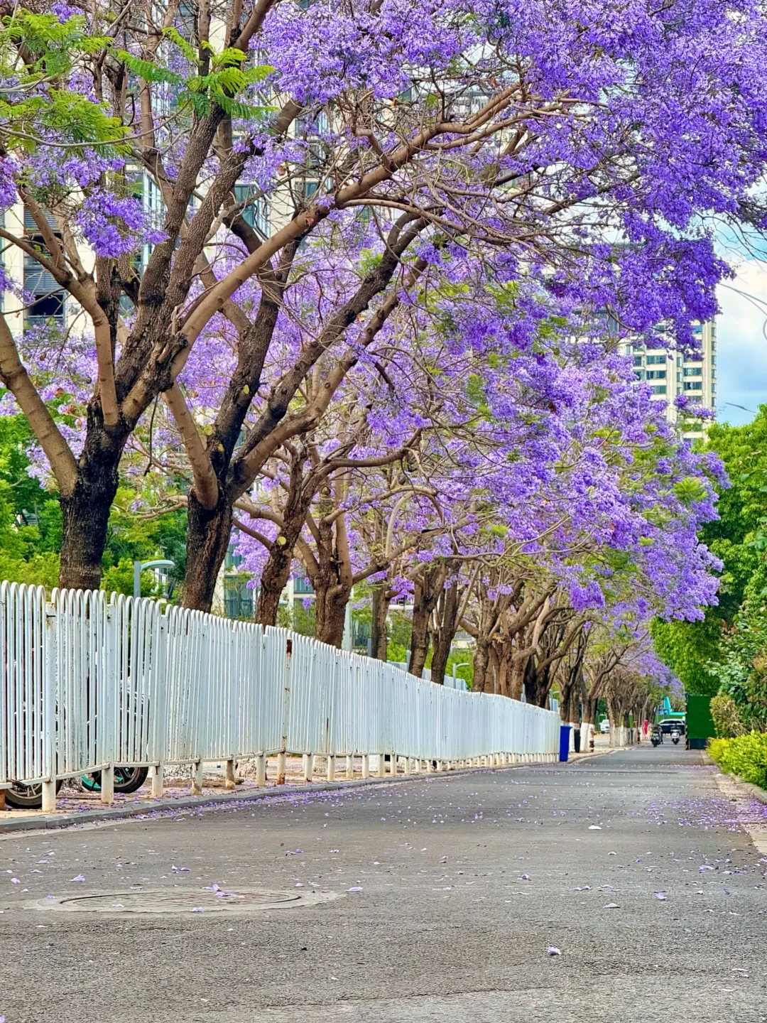昆明拍蓝花楹一定要来这里，人少好拍～
