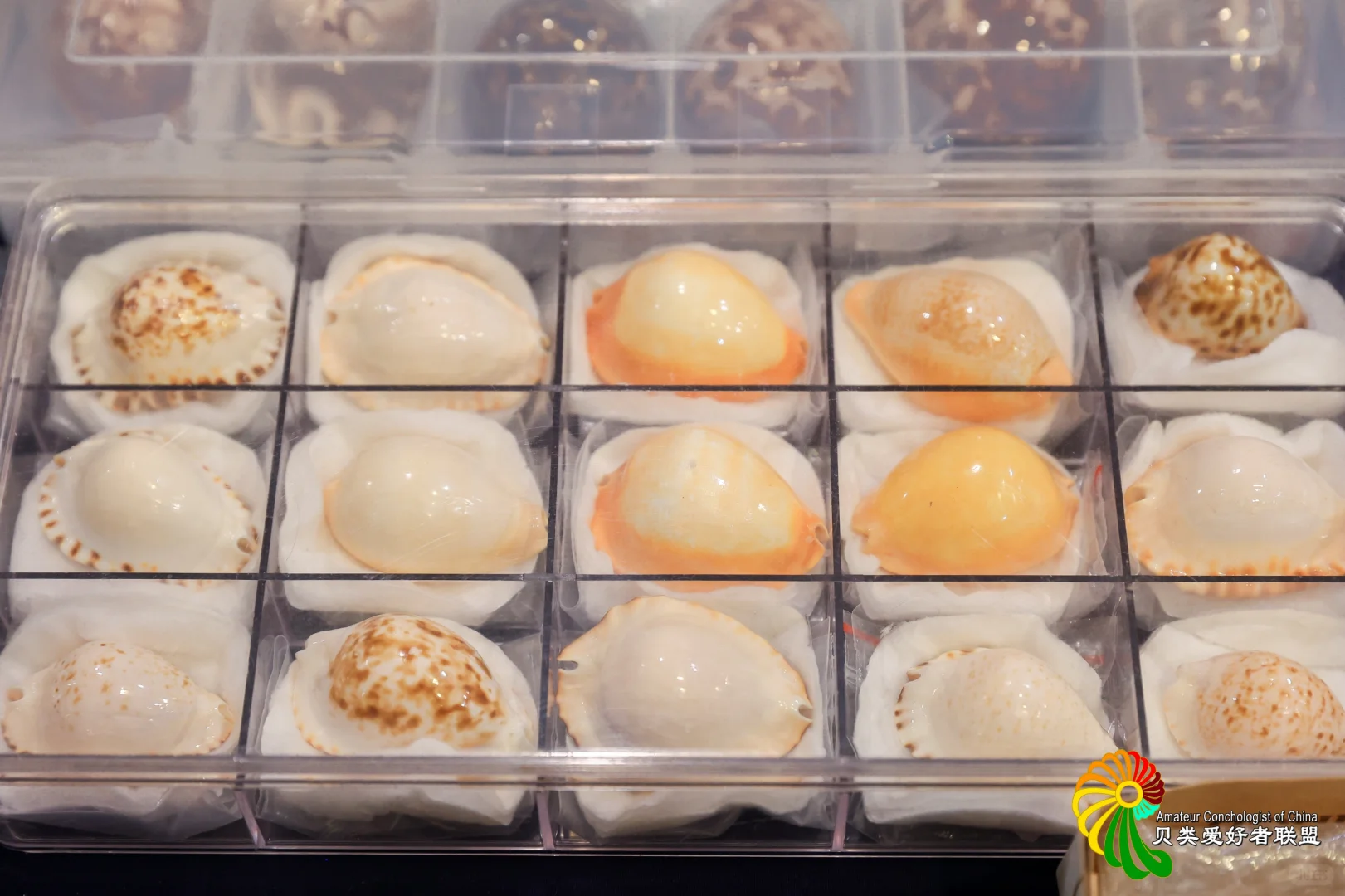 2025年北京国际贝展回顾