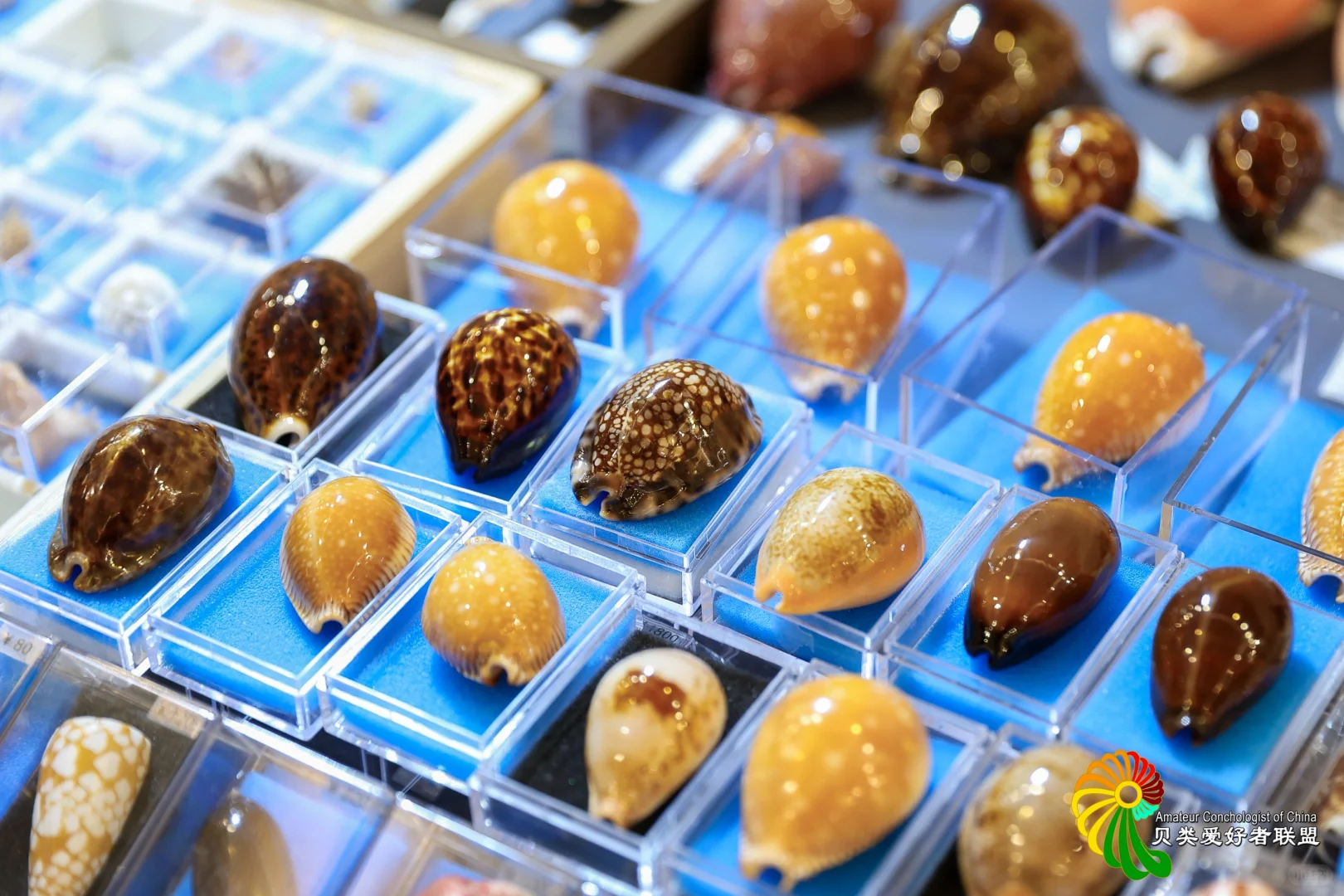 2025年北京国际贝展回顾