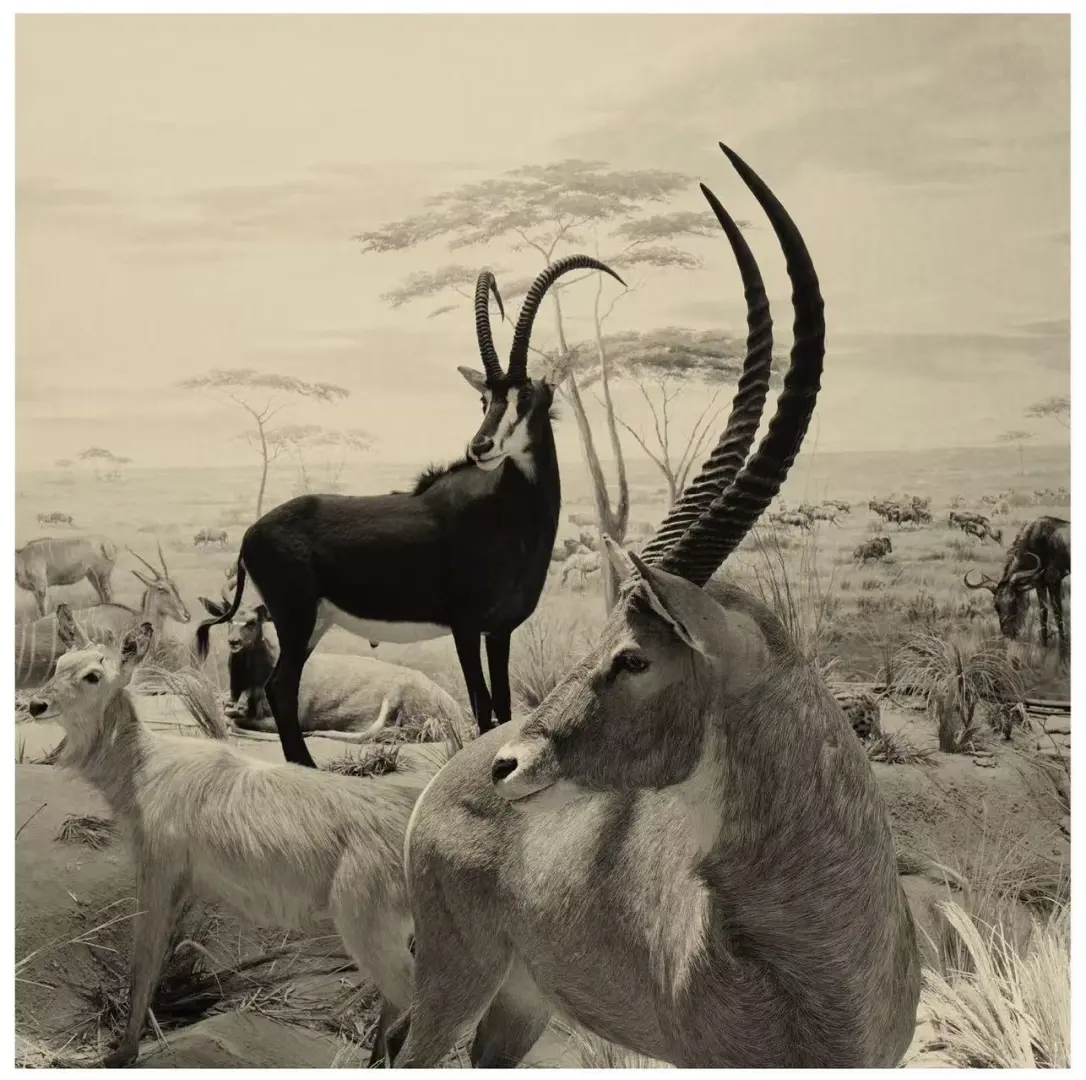 2025第十届影像上海艺术博览会即将开幕啦