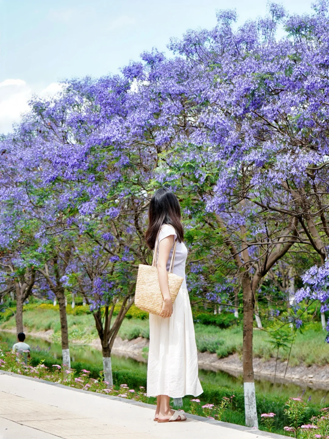 昆明拍蓝花楹一定要来这里，人少好拍～