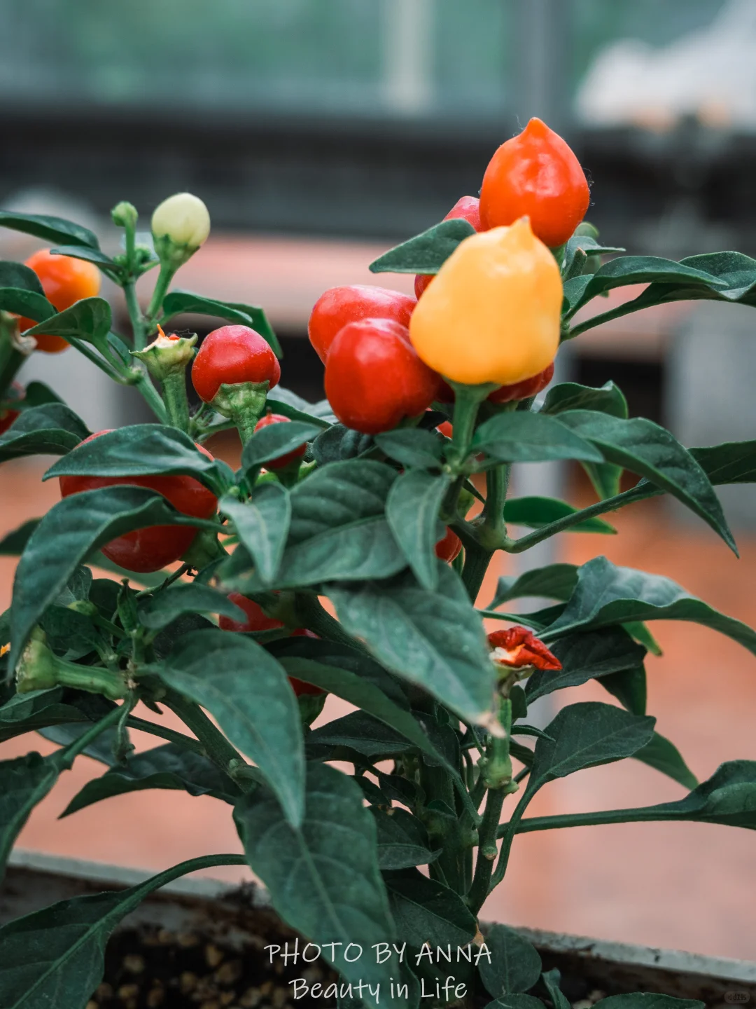 潍坊|寿光蔬菜科技博览会--我国的菜篮子