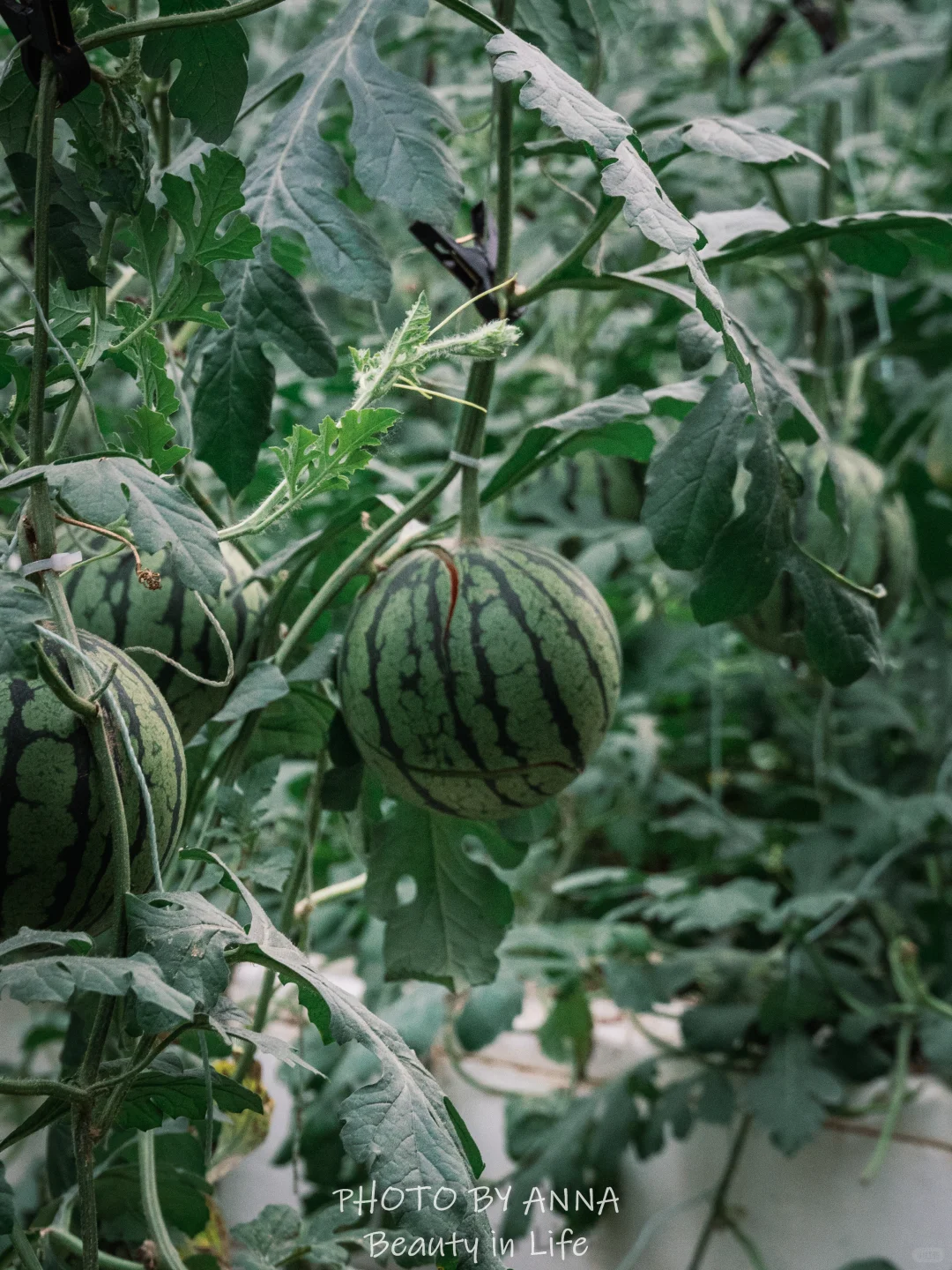 潍坊|寿光蔬菜科技博览会--我国的菜篮子