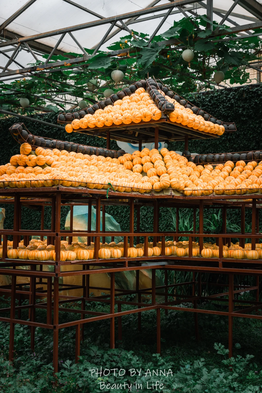 潍坊|寿光蔬菜科技博览会--我国的菜篮子