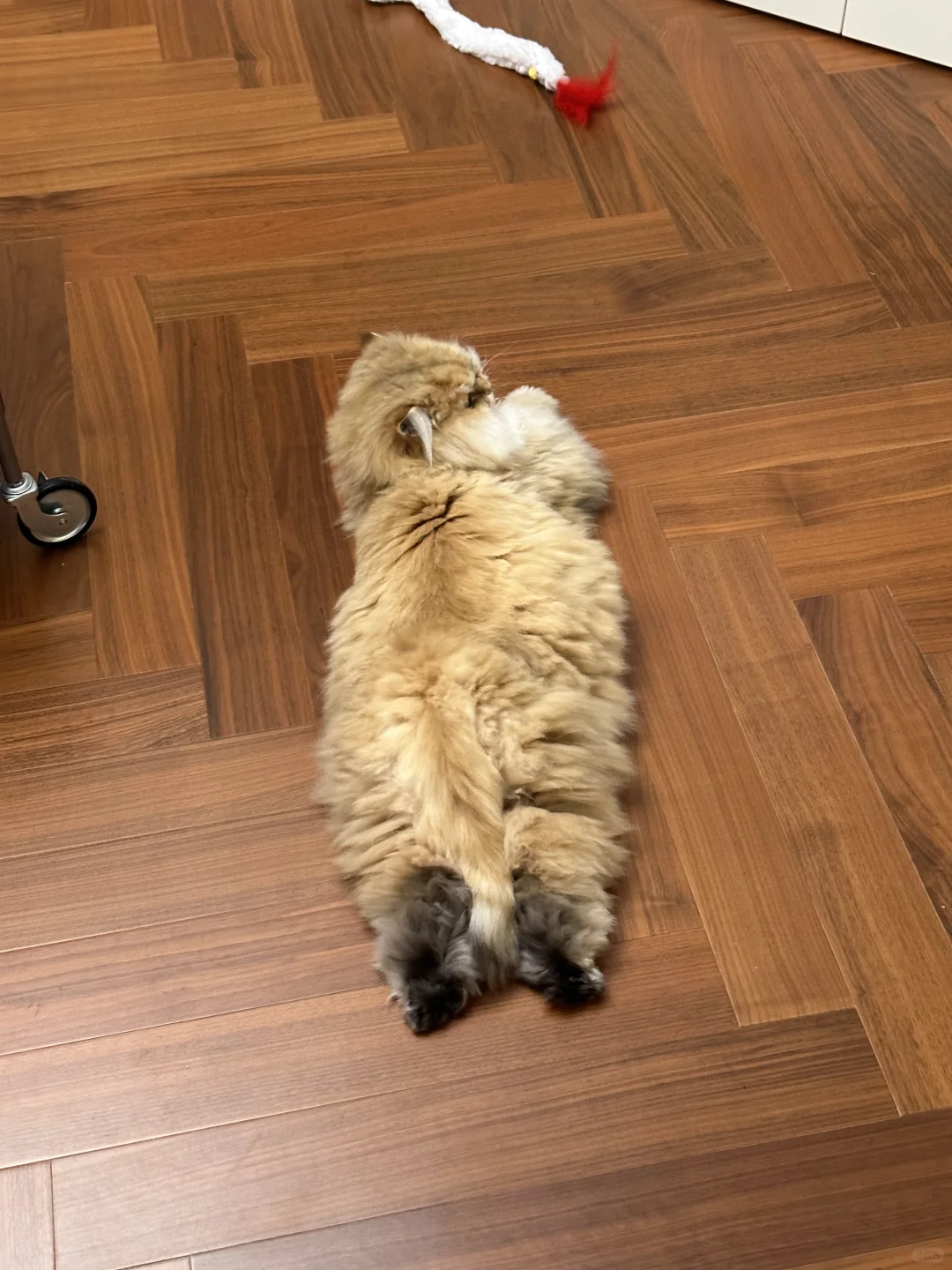 2025它博会薅羊毛实战攻略！第一次去的速看！