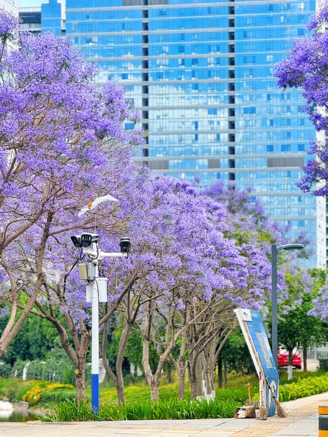 昆明拍蓝花楹一定要来这里，人少好拍～
