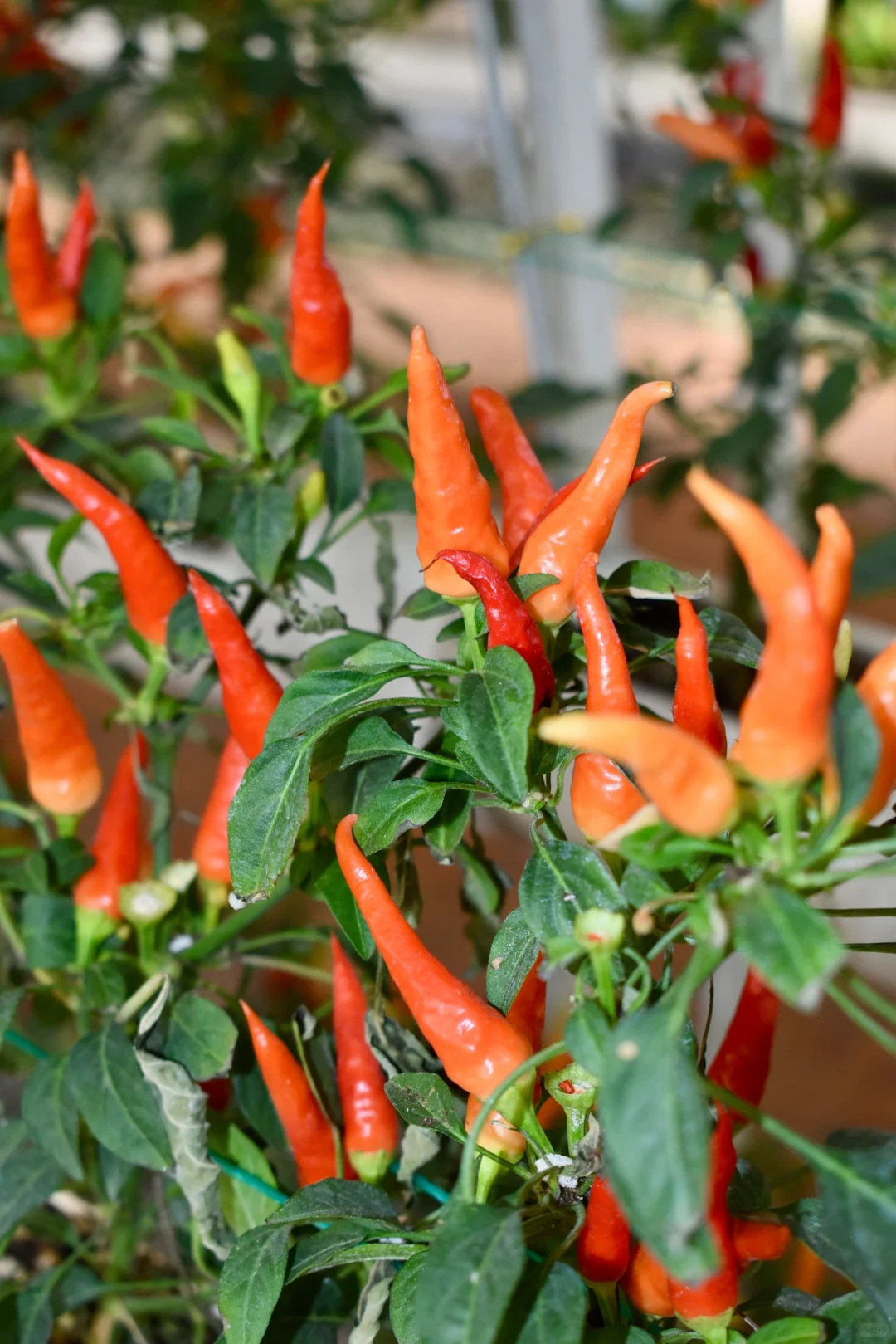 寿光蔬菜博览会 中老年人最好的打卡景点