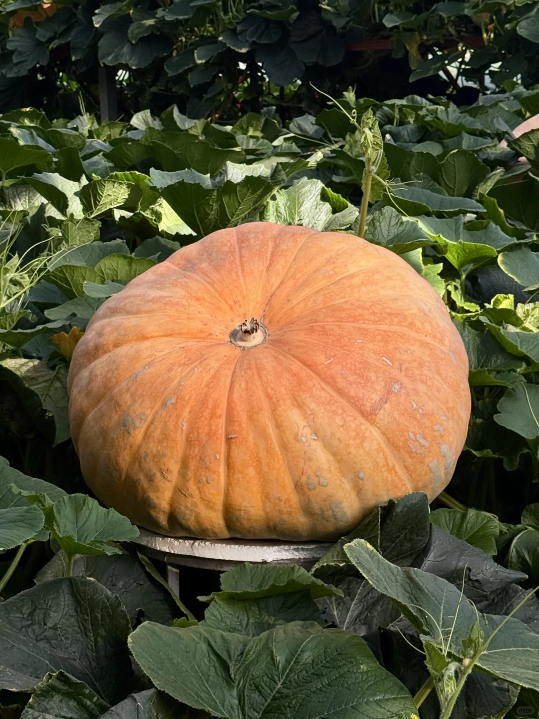 寿光蔬菜博览会 中老年人最好的打卡景点