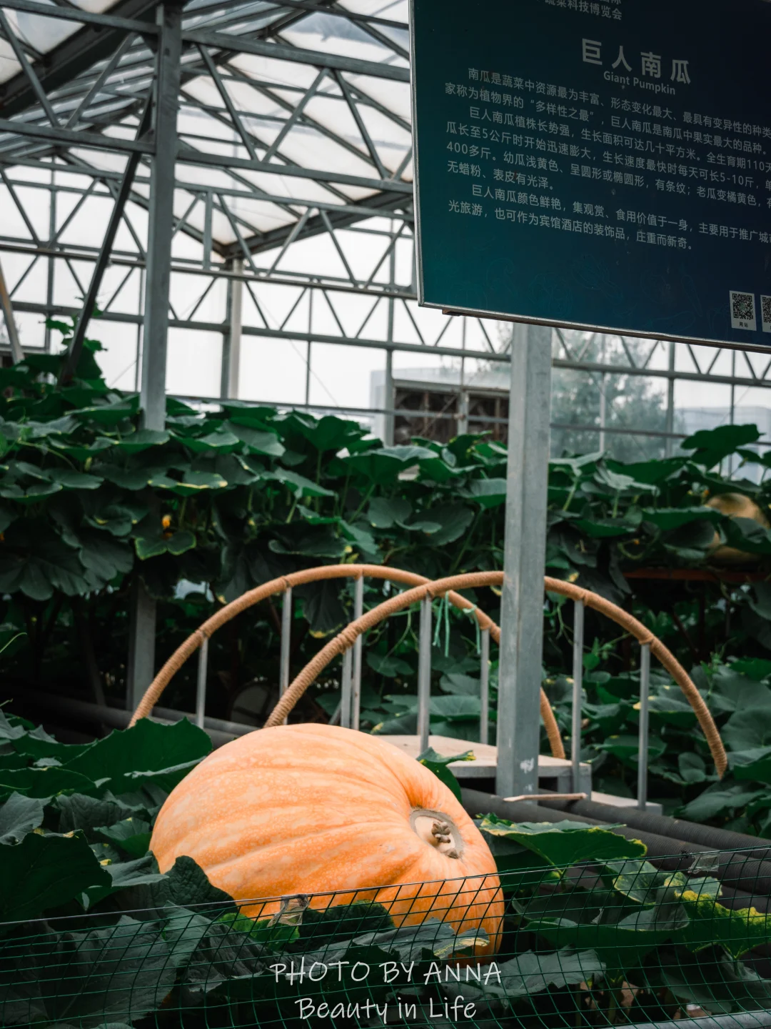 潍坊|寿光蔬菜科技博览会--我国的菜篮子