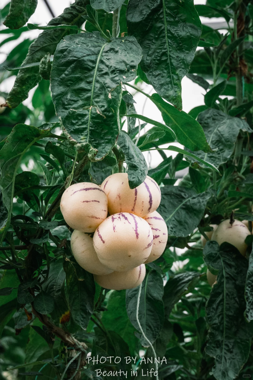 潍坊|寿光蔬菜科技博览会--我国的菜篮子