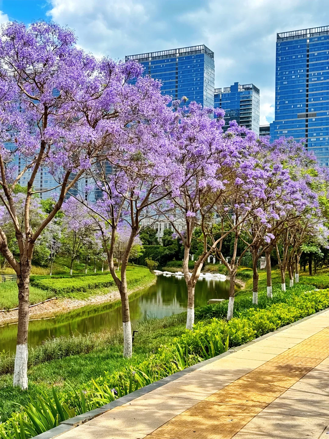 昆明拍蓝花楹一定要来这里，人少好拍～