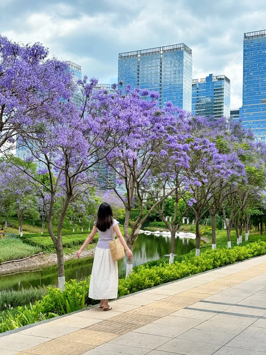 昆明拍蓝花楹一定要来这里，人少好拍～