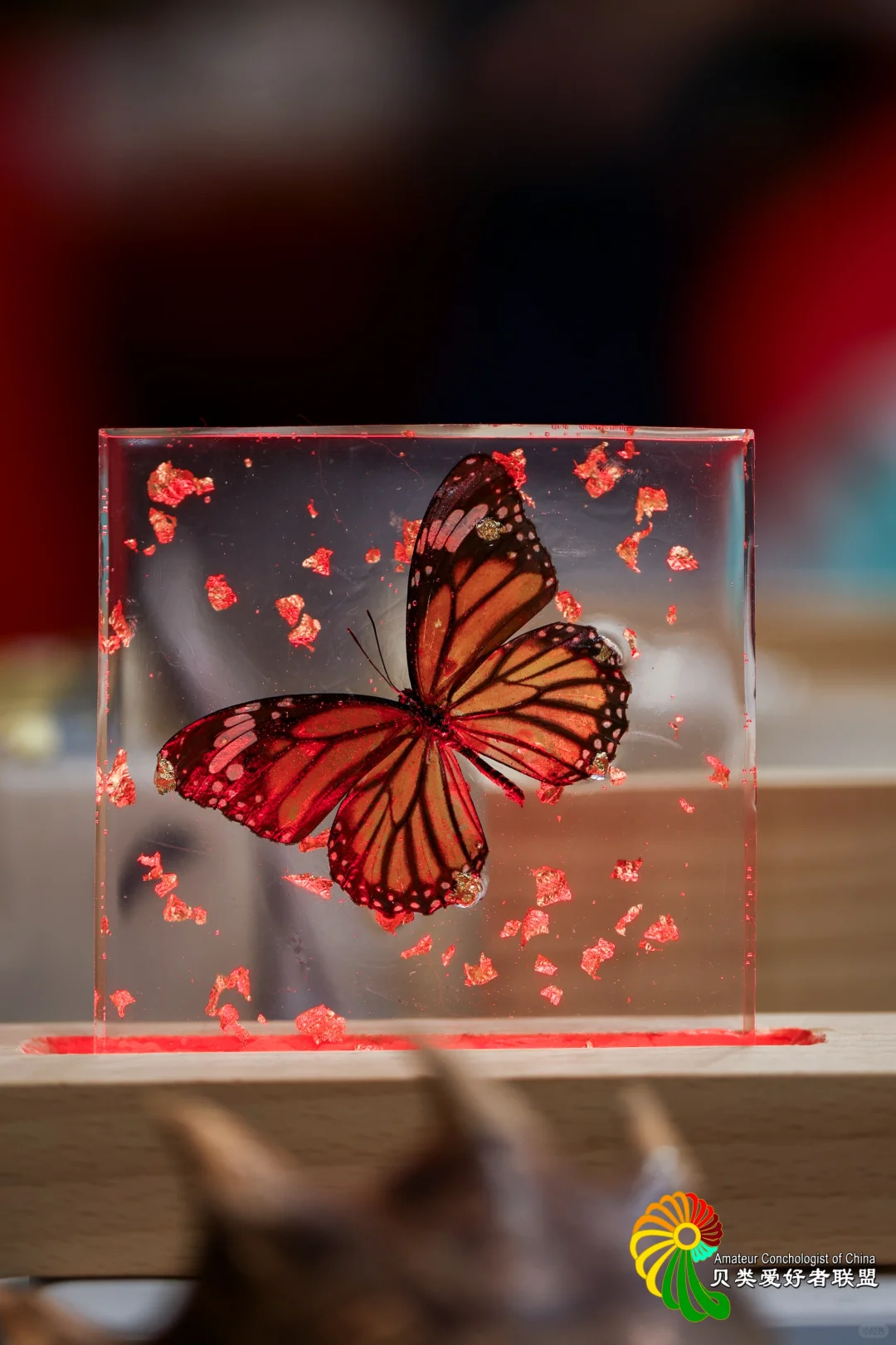 2025年北京国际贝展回顾