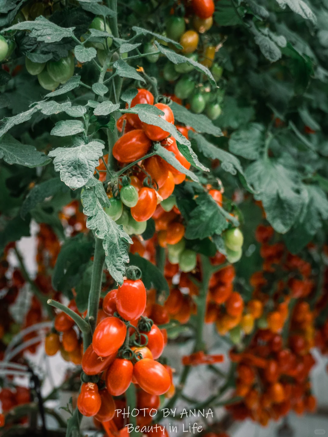 潍坊|寿光蔬菜科技博览会--我国的菜篮子