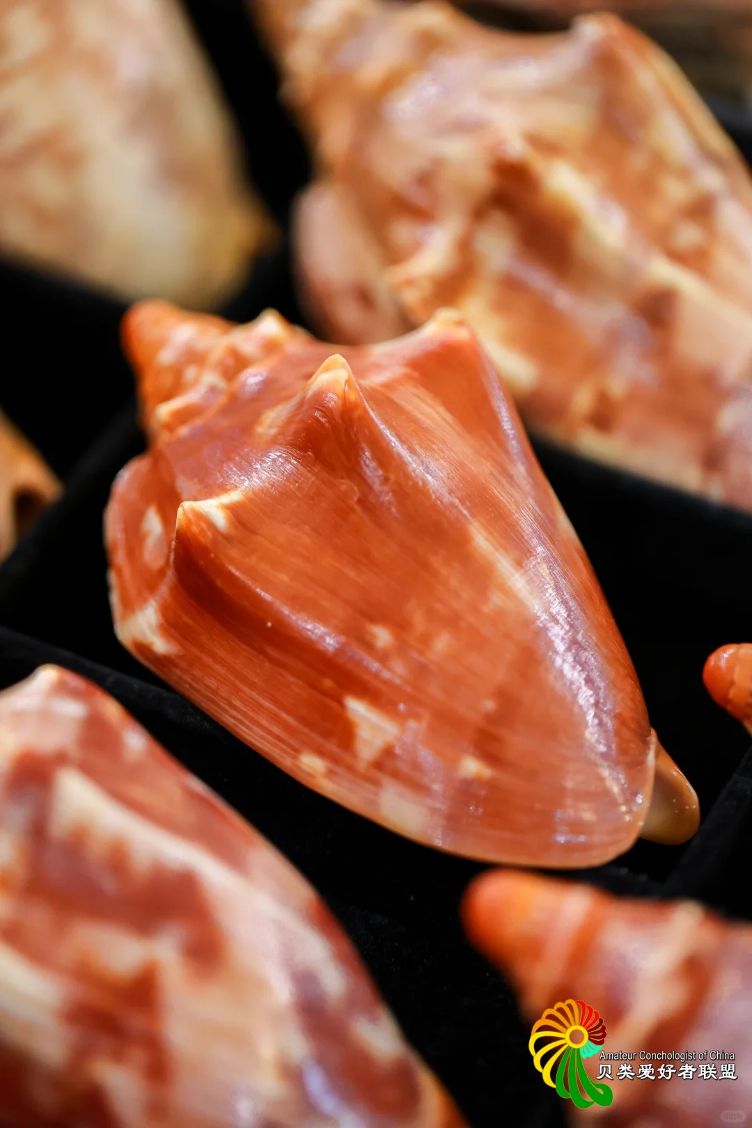 2025年北京国际贝展回顾