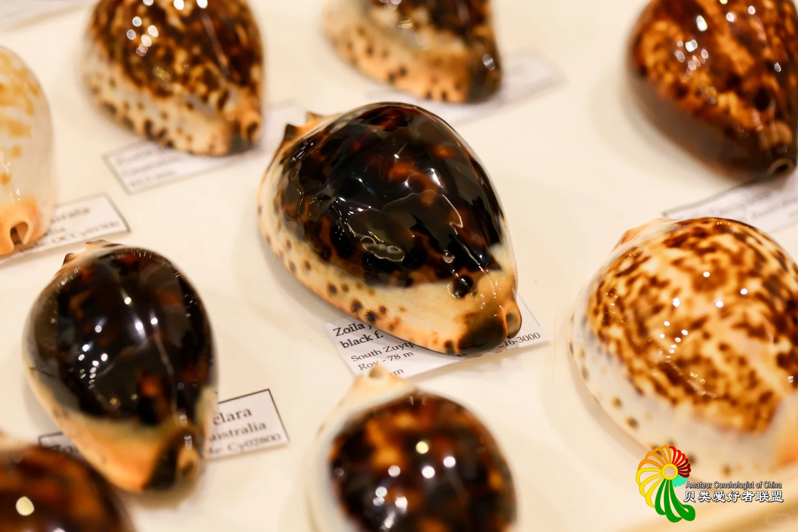 2025年北京国际贝展回顾