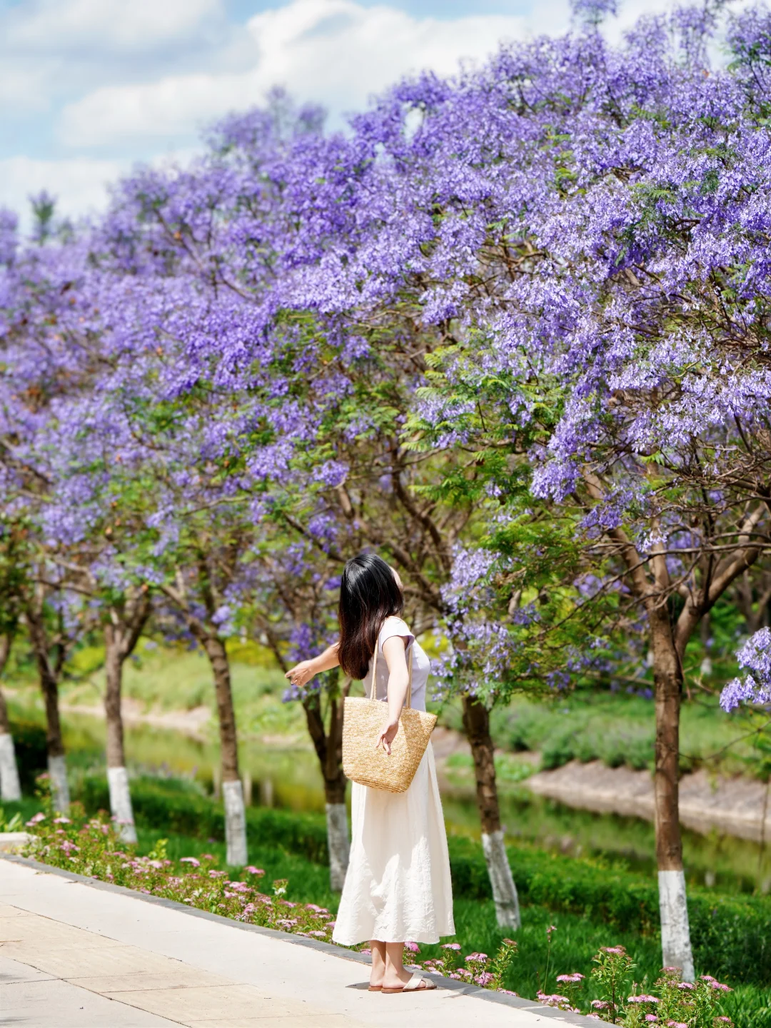 昆明拍蓝花楹一定要来这里，人少好拍～