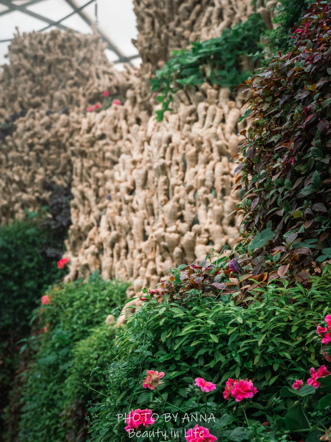 潍坊|寿光蔬菜科技博览会--我国的菜篮子