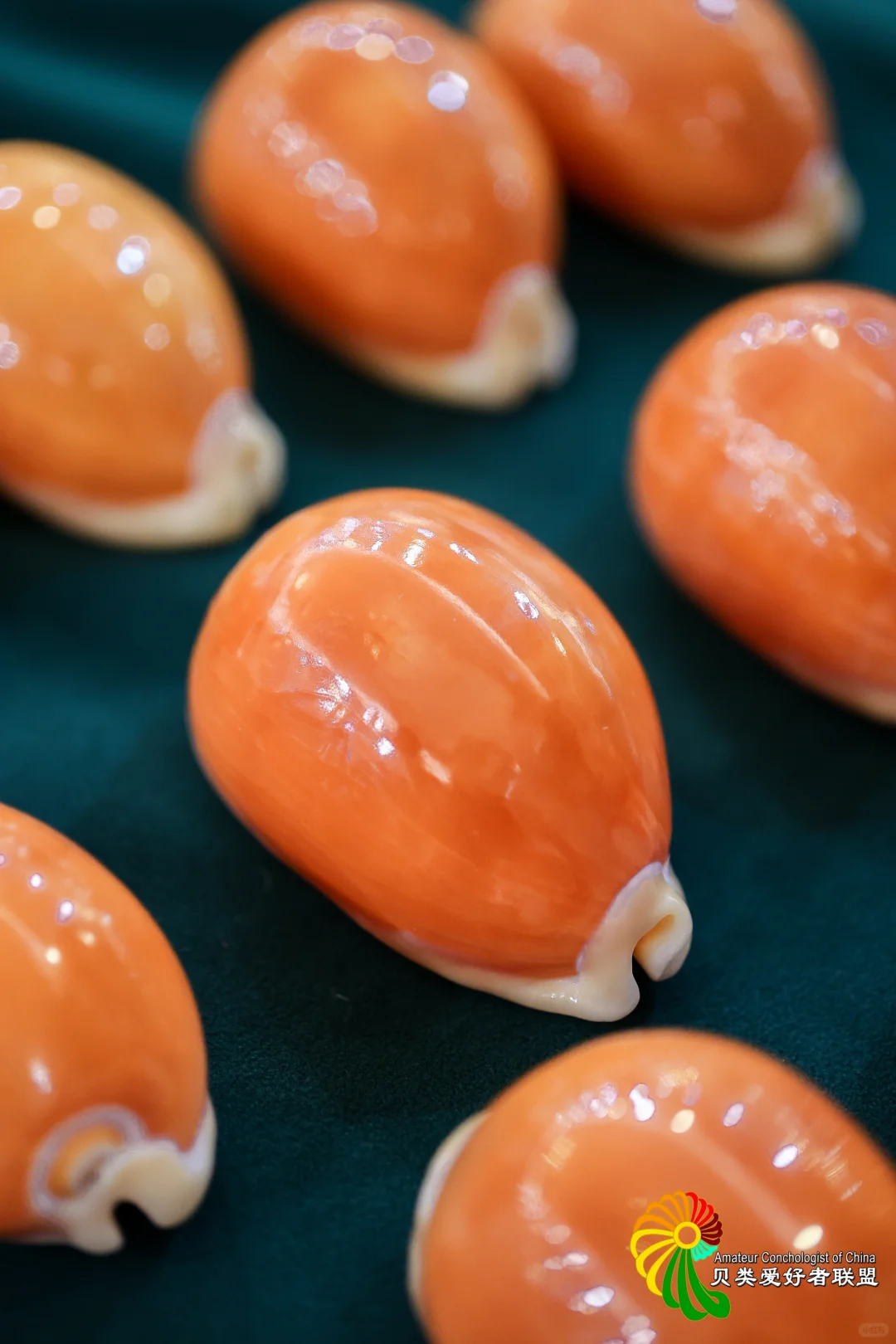 2025年北京国际贝展回顾