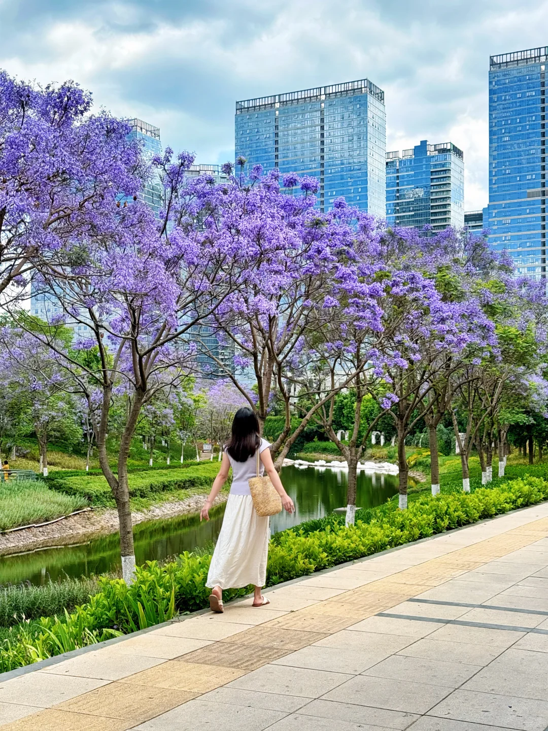 昆明拍蓝花楹一定要来这里，人少好拍～
