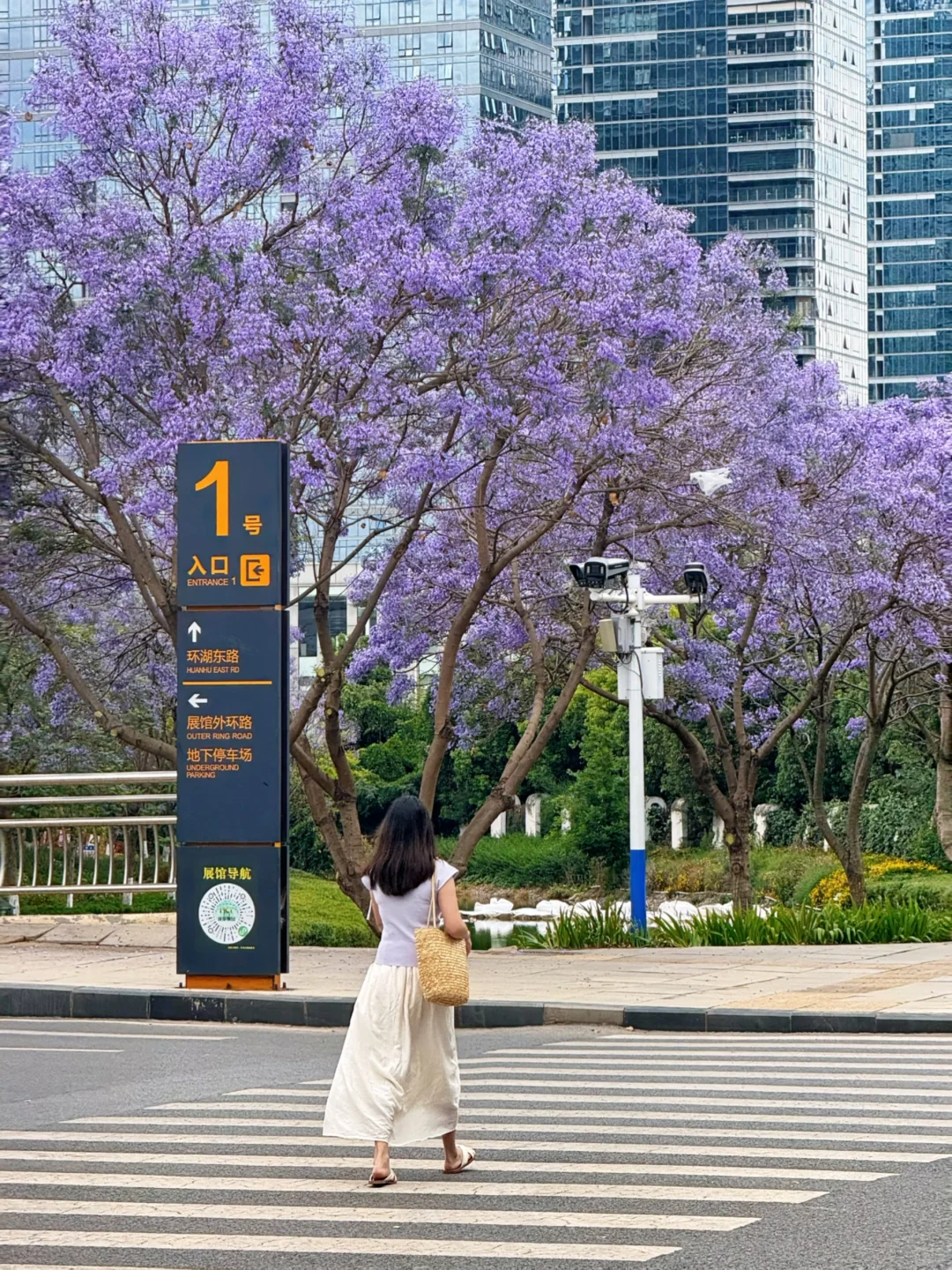 昆明拍蓝花楹一定要来这里，人少好拍～