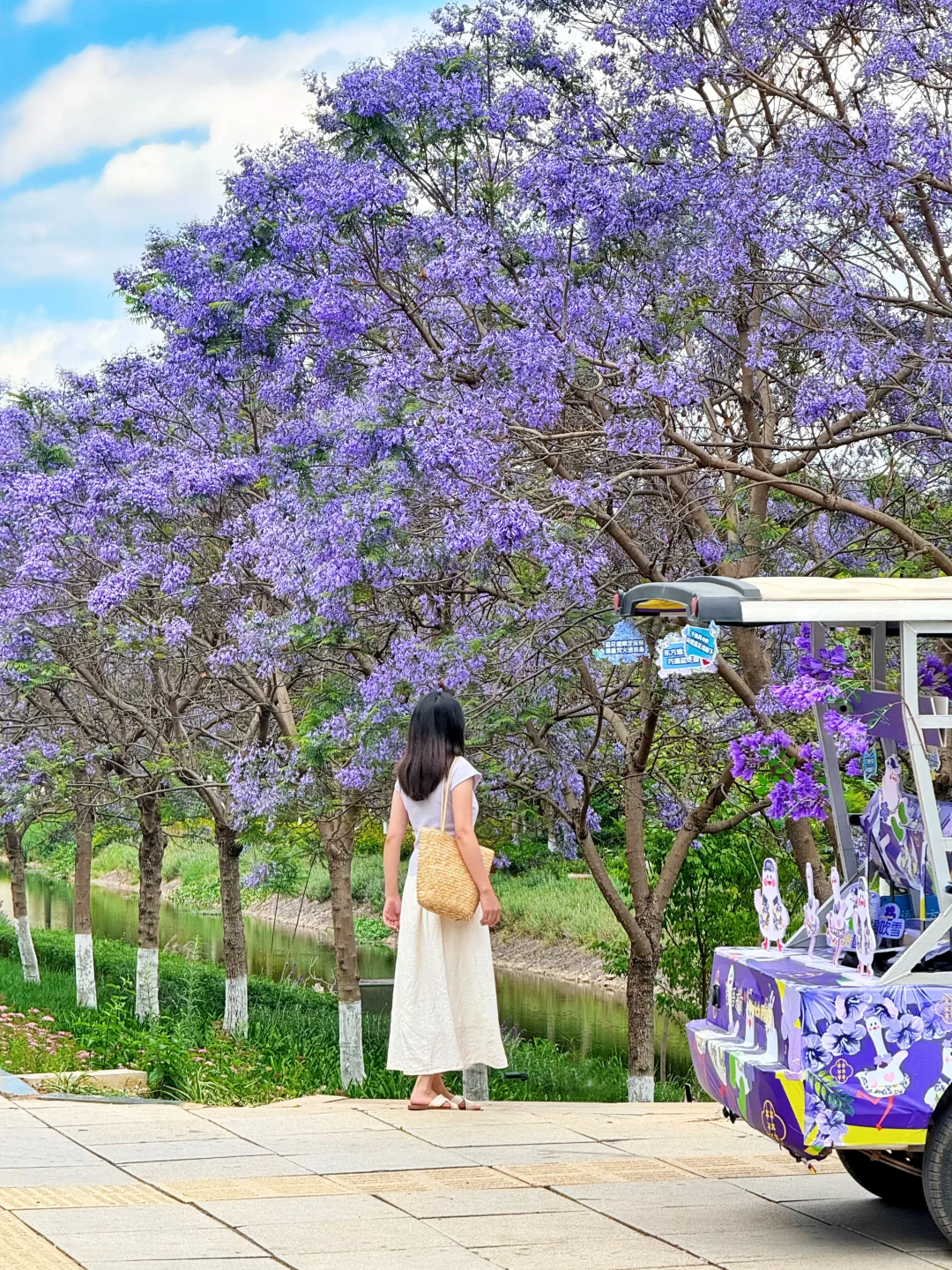 昆明拍蓝花楹一定要来这里，人少好拍～