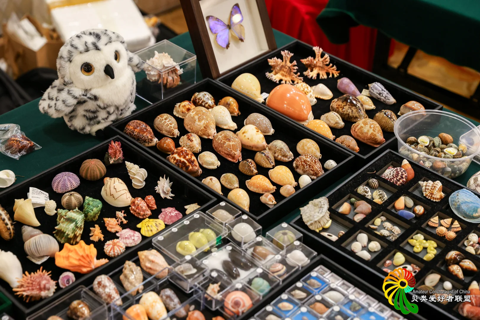 2025年北京国际贝展回顾