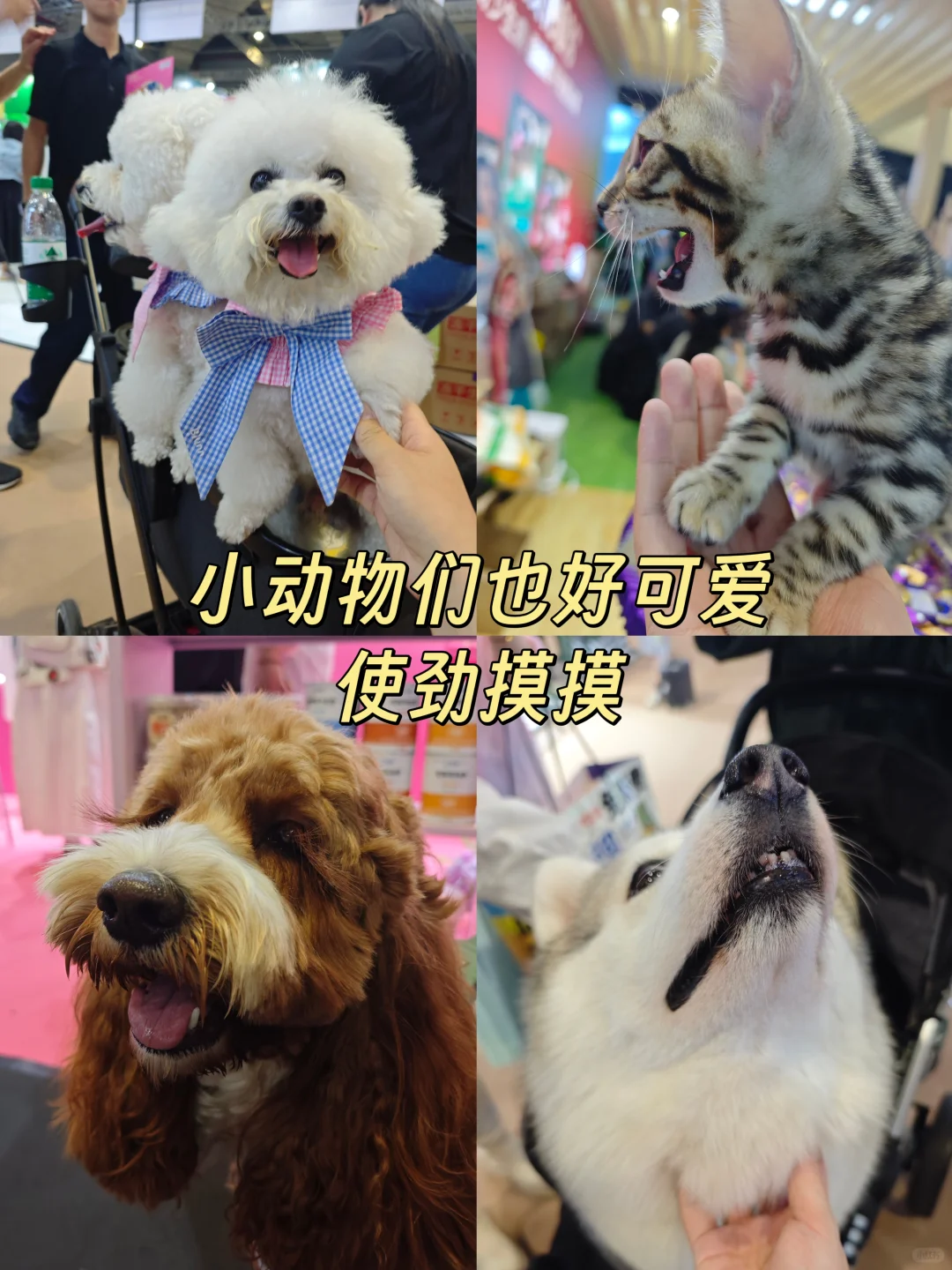 它博会五小时战果！附攻略！