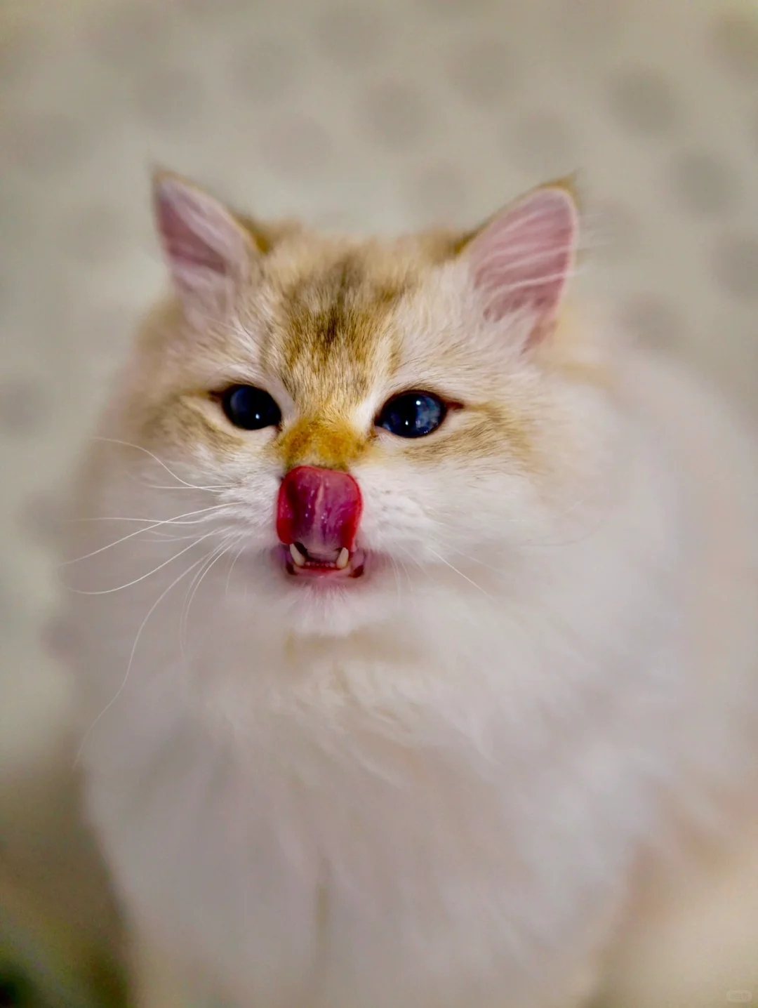 2025它博会自用攻略（5.6更新版）