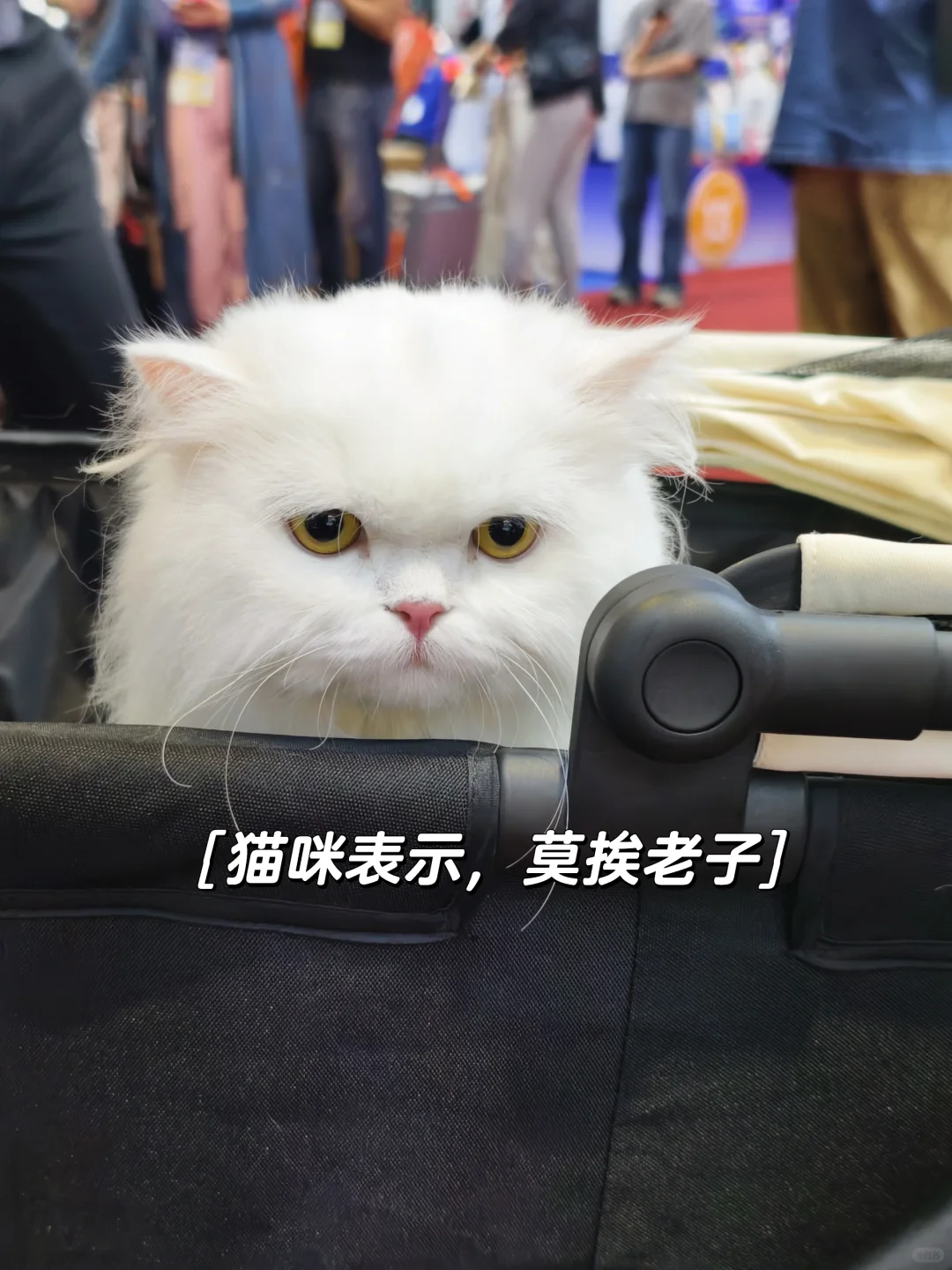 它博会第一批受害者回来了