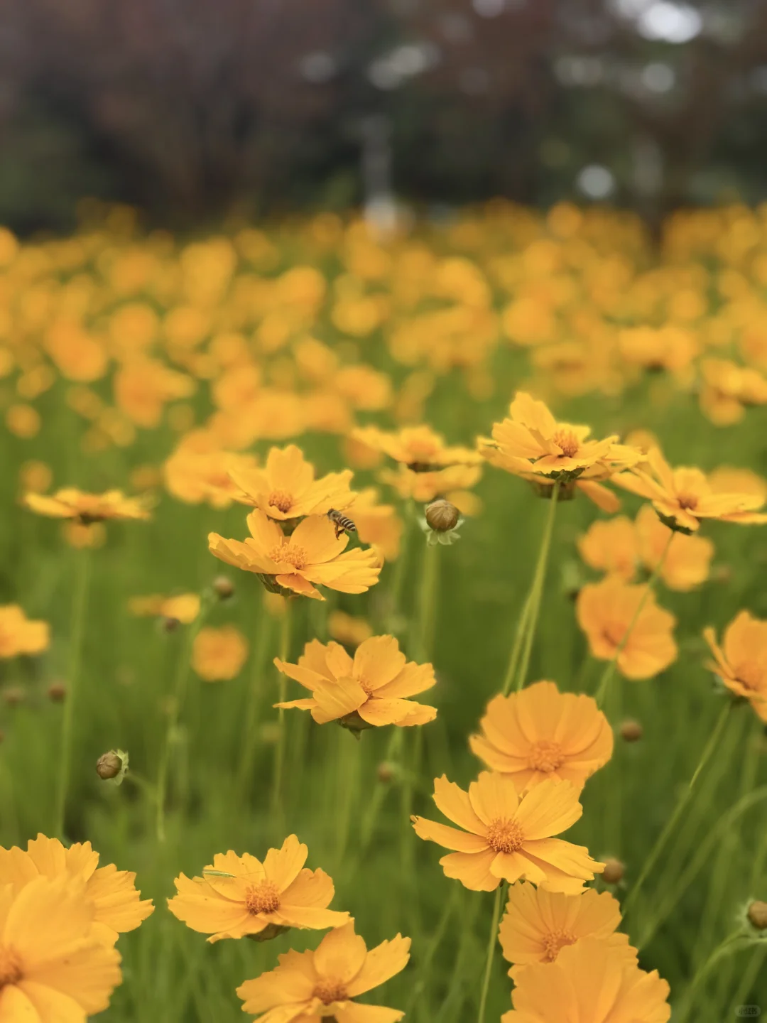 河南省的企业有需要境外展会的可以联系我