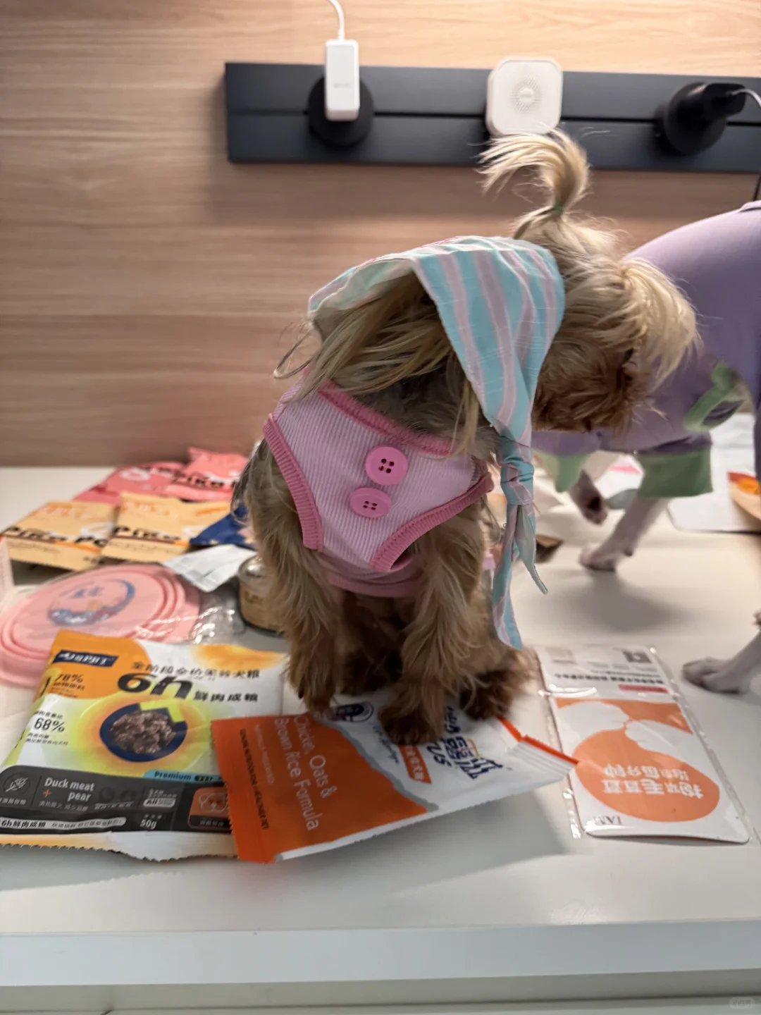 宠物博览会-它博会收获满满的一天