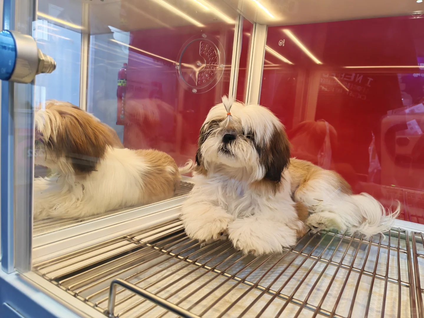 果然,逛它博会要带行李箱‼️太多免费领✔