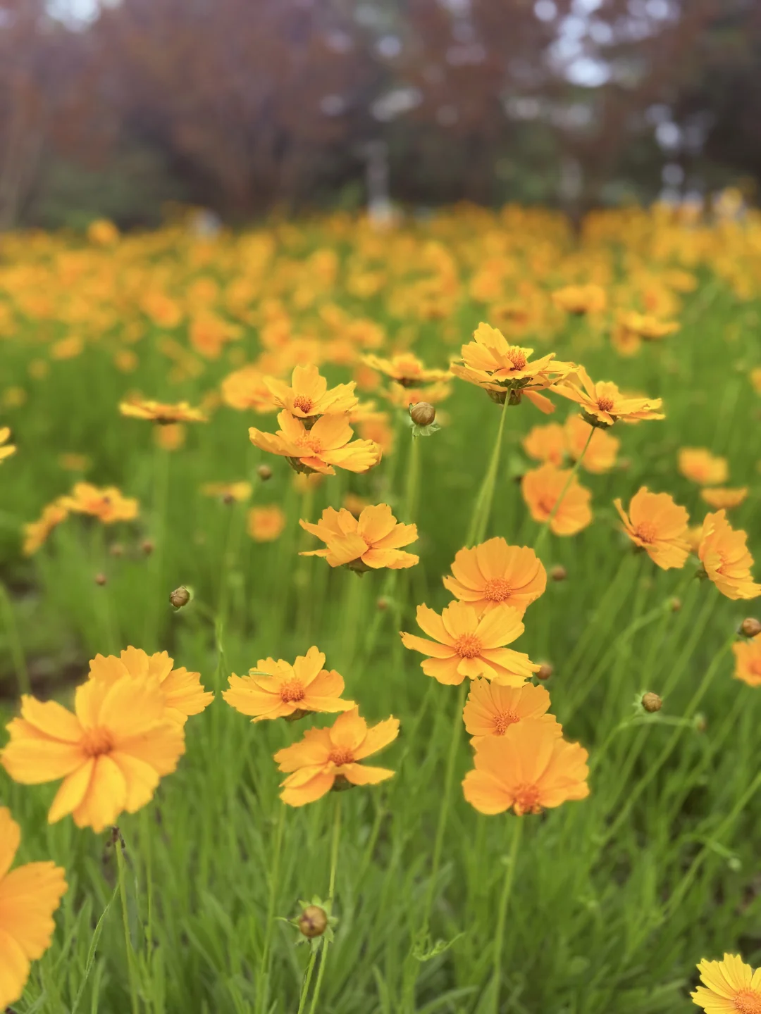 河南省的企业有需要境外展会的可以联系我