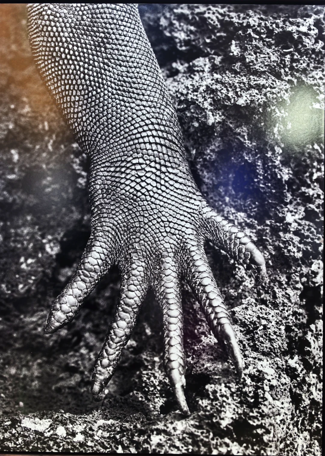 2025影像上海艺术博览会