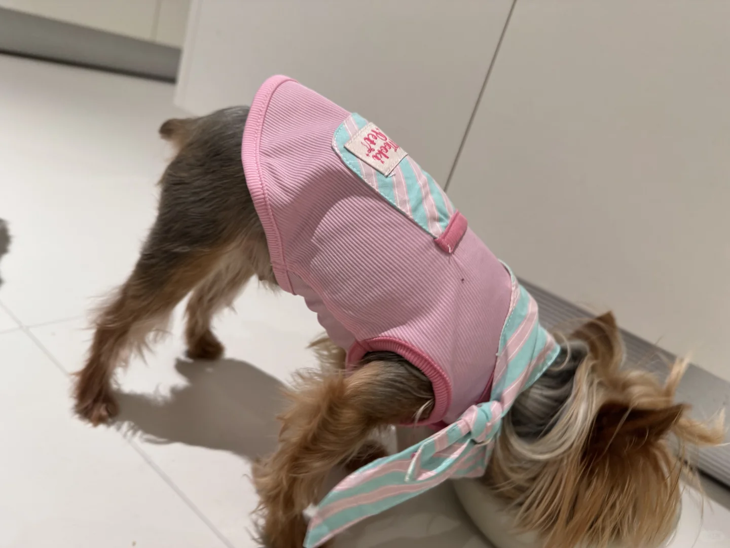 宠物博览会-它博会收获满满的一天