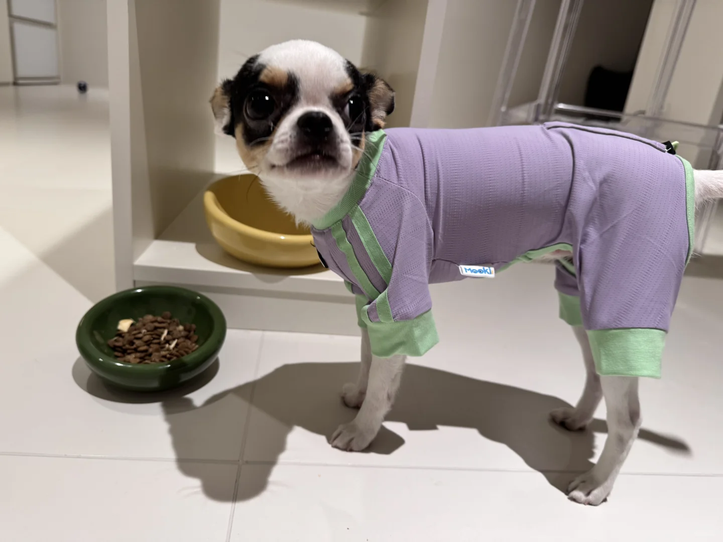 宠物博览会-它博会收获满满的一天