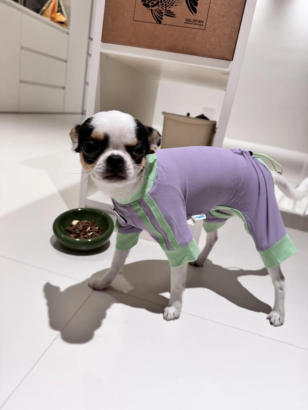 宠物博览会-它博会收获满满的一天