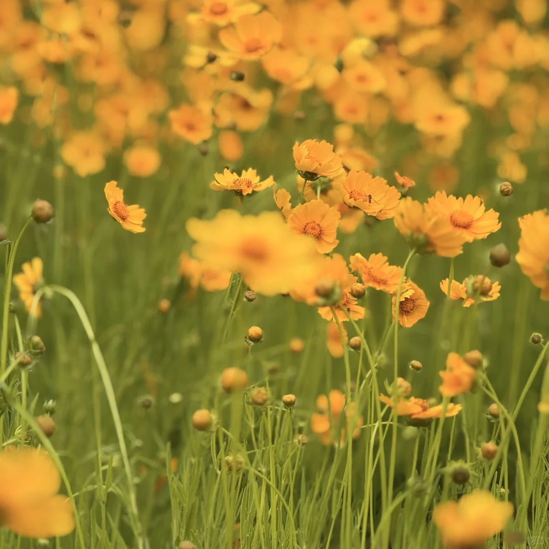 河南省的企业有需要境外展会的可以联系我