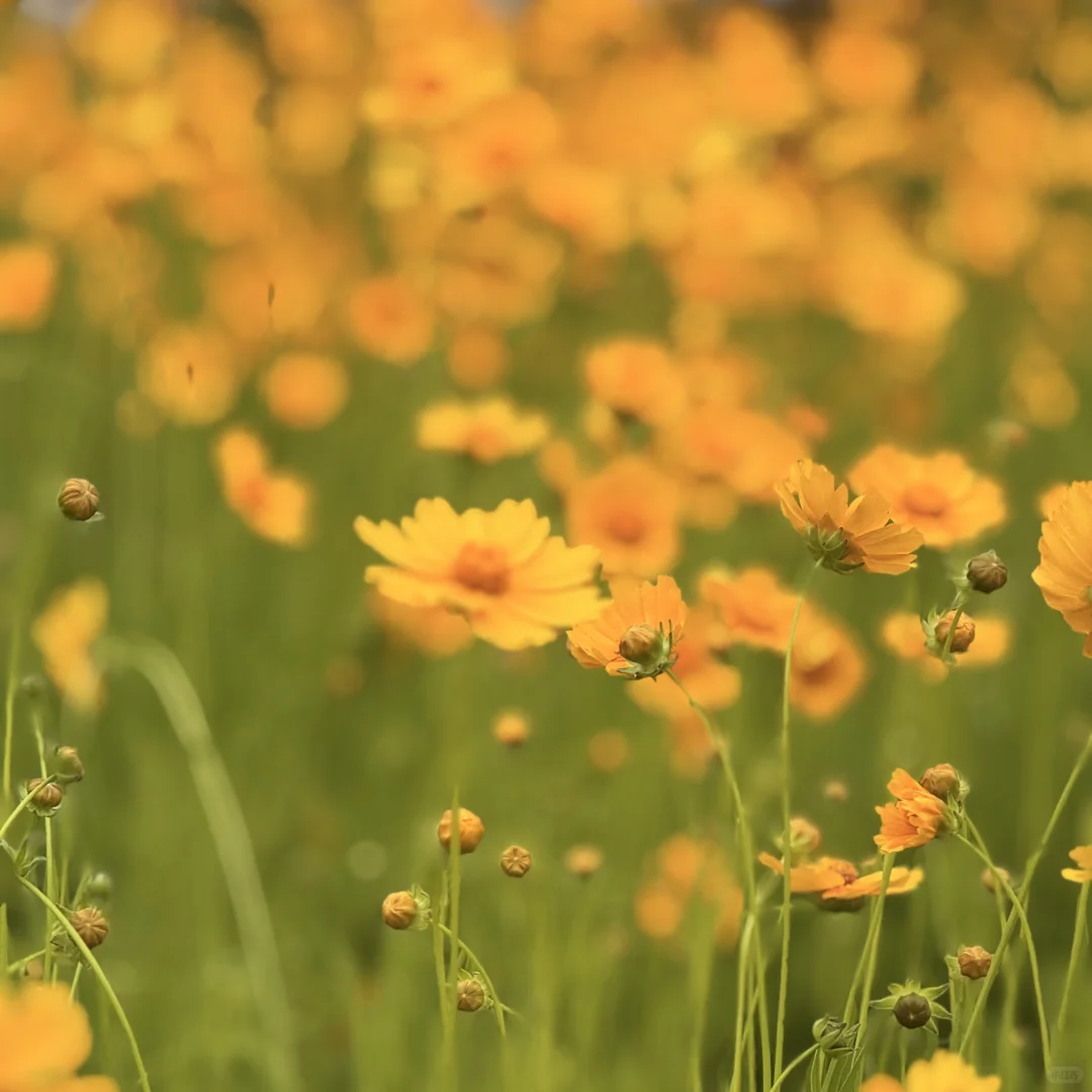 河南省的企业有需要境外展会的可以联系我