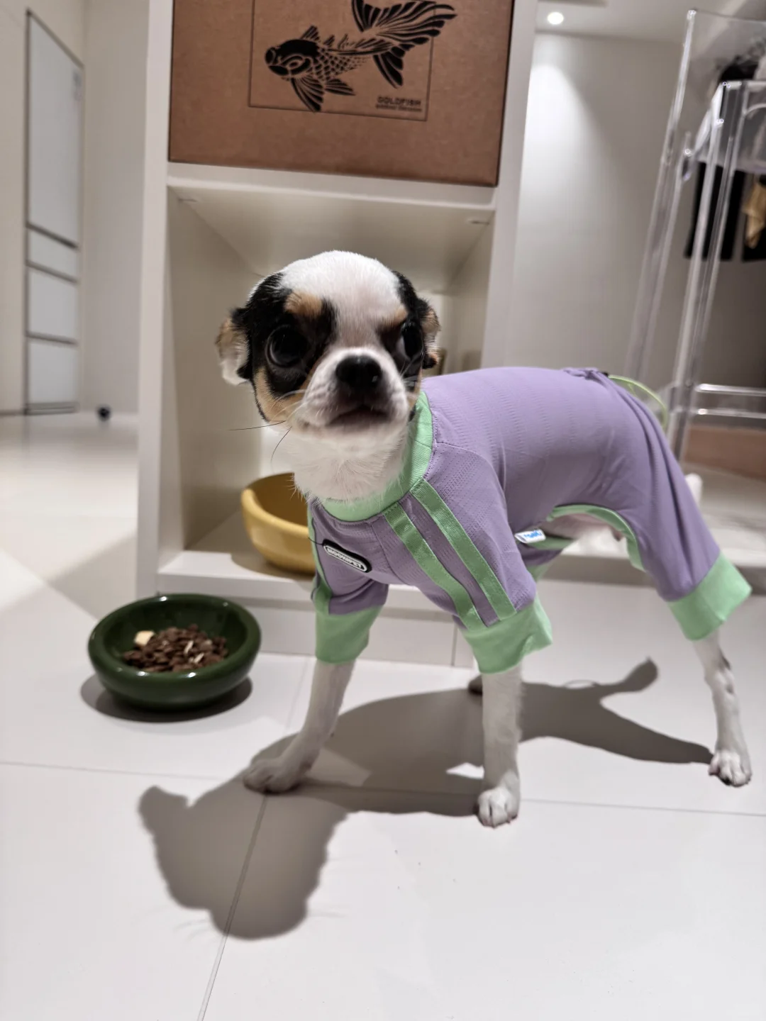 宠物博览会-它博会收获满满的一天