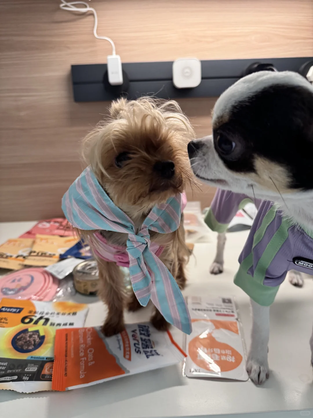 宠物博览会-它博会收获满满的一天