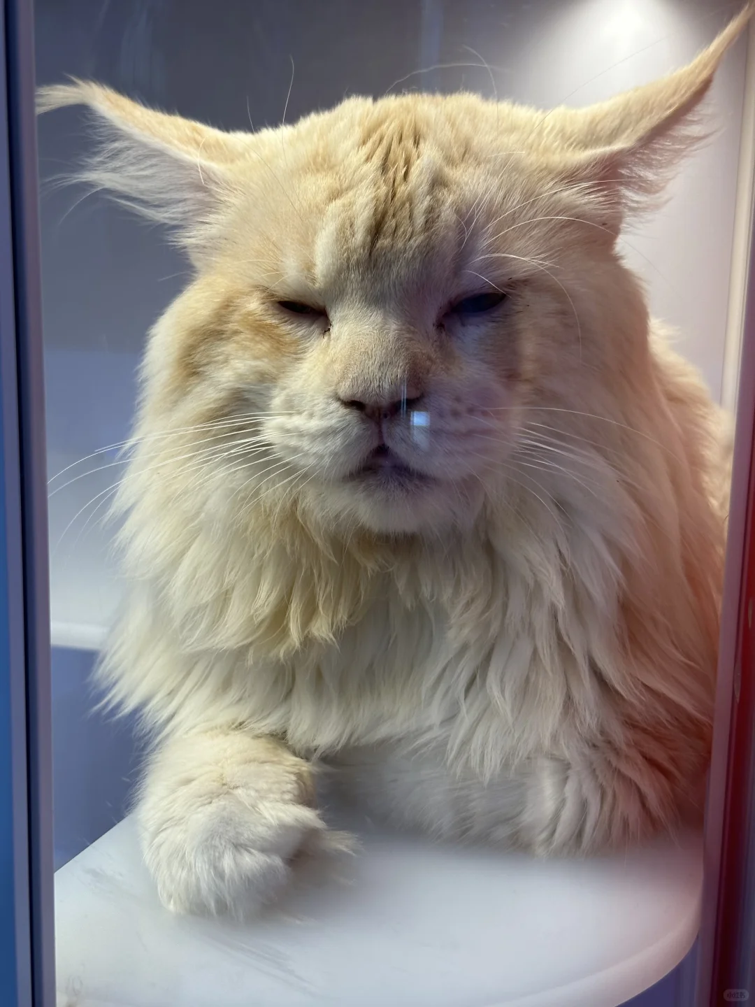 它博会,我想说...