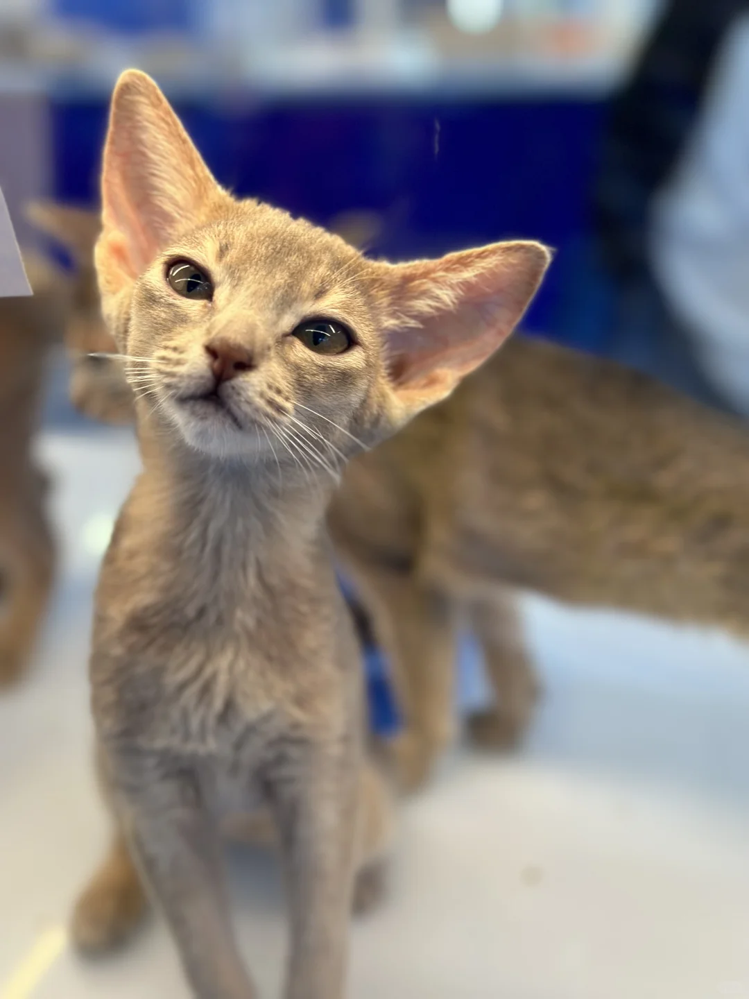 它博会,我想说...