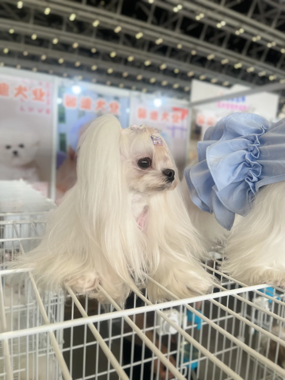 第二年参加西安丝绸之路博览会看到的喵狗