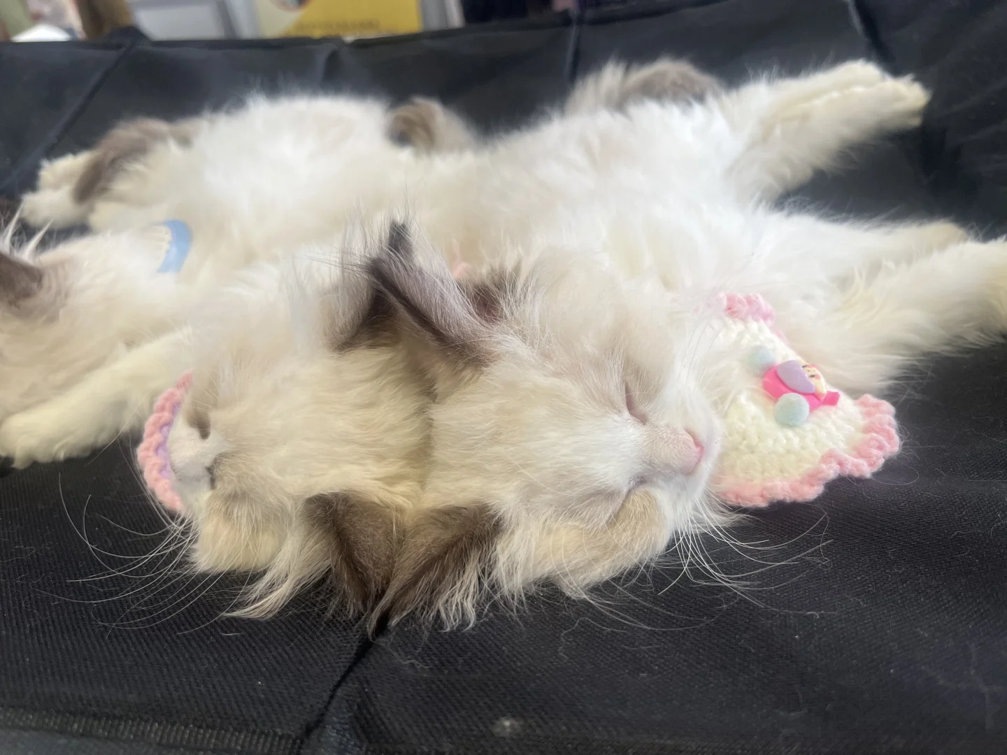 第二年参加西安丝绸之路博览会看到的喵狗