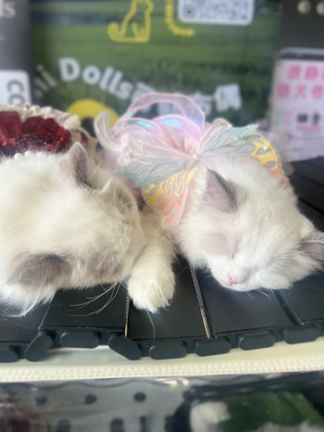 第二年参加西安丝绸之路博览会看到的喵狗