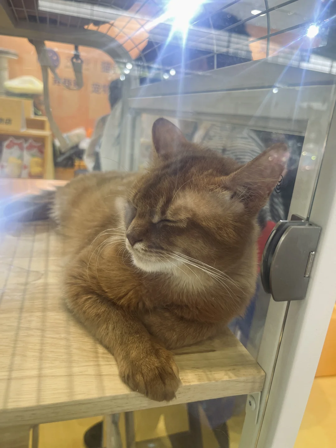 第二年参加西安丝绸之路博览会看到的喵狗