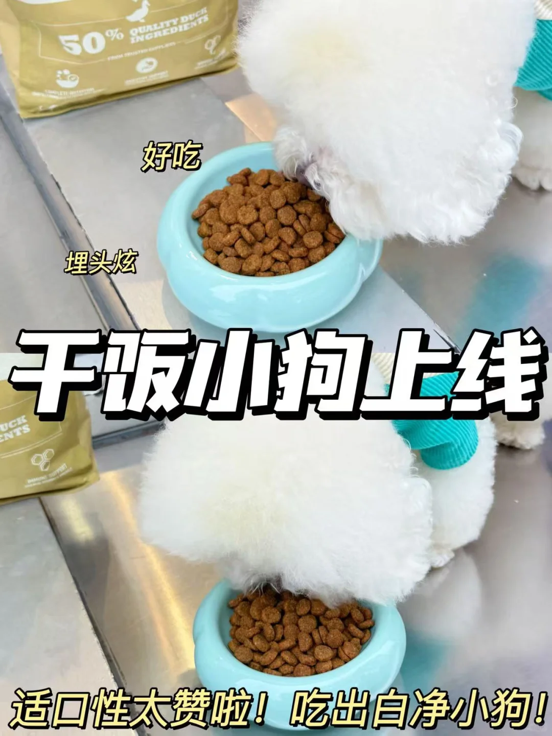 今年的它博会终于来啦!铲屎官们千万别错过