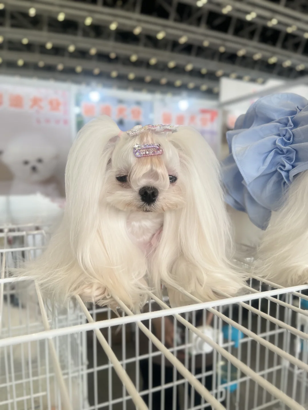 第二年参加西安丝绸之路博览会看到的喵狗